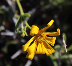 Osteospermum sinuatum sinuatum
