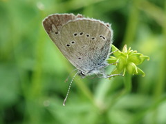 Cyaniris semiargus
