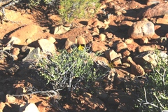 Osteospermum sinuatum sinuatum