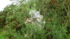 Tetranychus lintearius