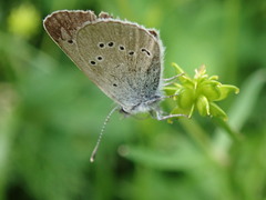 Cyaniris semiargus