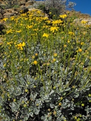 Euryops dregeanus