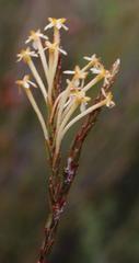 Struthiola myrsinites