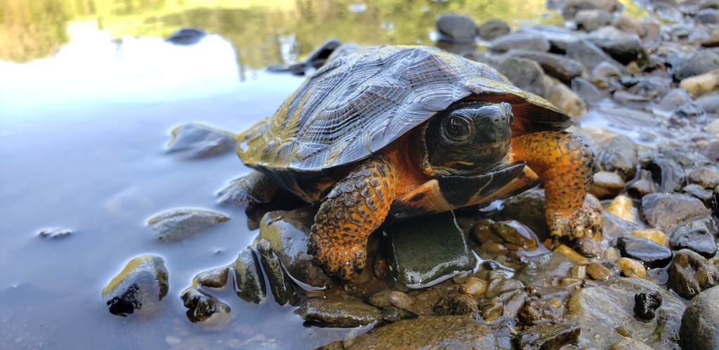 Wood Turtle in August 2021 by Philippe Blais. Subadult female · iNaturalist