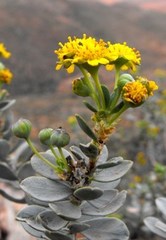 Euryops lateriflorus