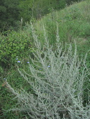 Artemisia santonicum