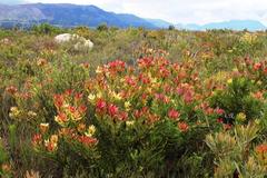 Leucadendron sessile