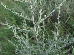 Artemisia santonicum