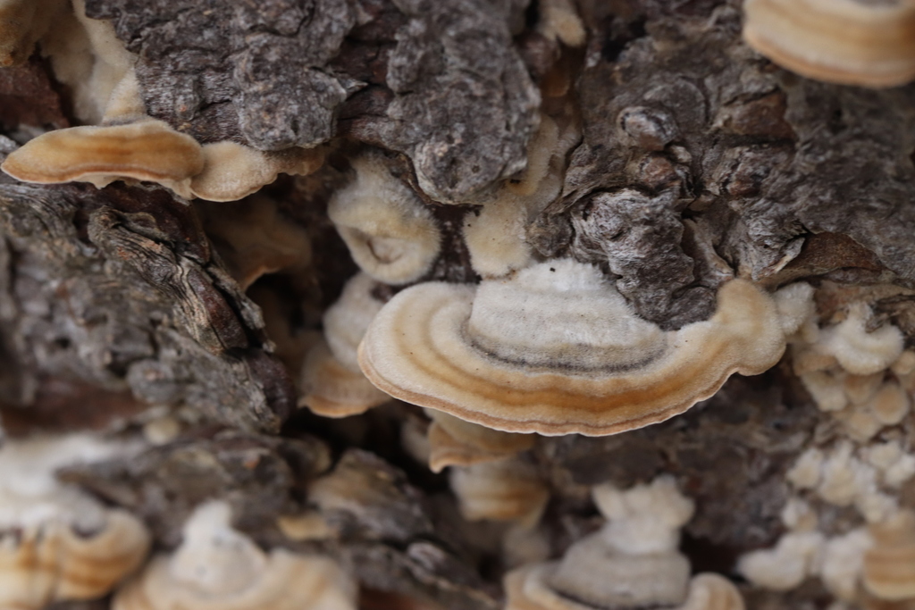 Trametes hirsuta · August 2021 · photo: © se1 (iNaturalist, cc-by)