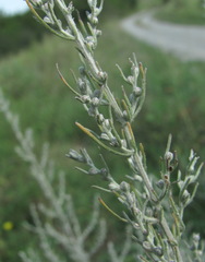 Artemisia santonicum