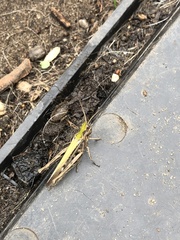 Chorthippus brunneus