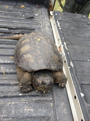 Chelydra acutirostris