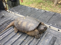 Chelydra acutirostris