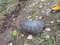 Chelydra acutirostris