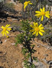 Euryops multifidus