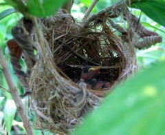 Zosterops virens virens