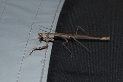 Coenomantis kraussiana