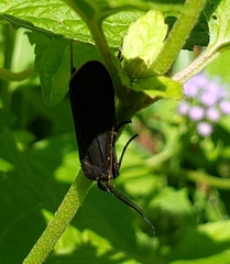 Cisseps fulvicollis