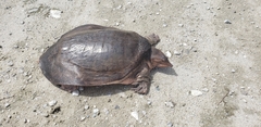 Apalone ferox