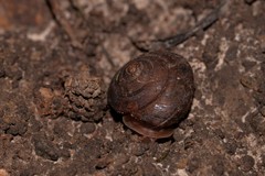 Austrochloritis bellengerensis