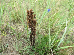 Orobanche coerulescens