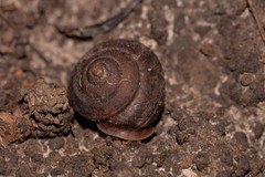 Austrochloritis bellengerensis