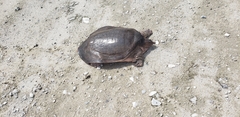 Apalone ferox
