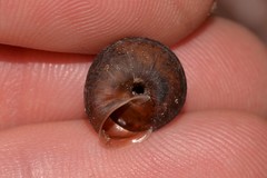 Austrochloritis bellengerensis