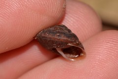 Austrochloritis bellengerensis