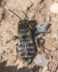 Triepeolus brittaini