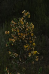 Aspalathus hirta hirta