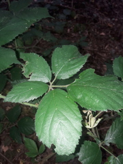 Rubus foliosus