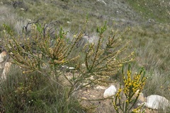 Aspalathus sceptrum-aureum