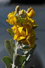 Stirtonanthus taylorianus