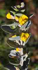 Stirtonanthus taylorianus