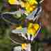 Stirtonanthus taylorianus - Photo (c) Charles Stirton,  זכויות יוצרים חלקיות (CC BY-SA), uploaded by Charles Stirton