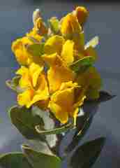 Stirtonanthus taylorianus
