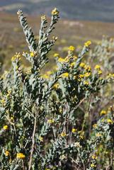 Stirtonanthus taylorianus
