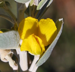 Stirtonanthus taylorianus