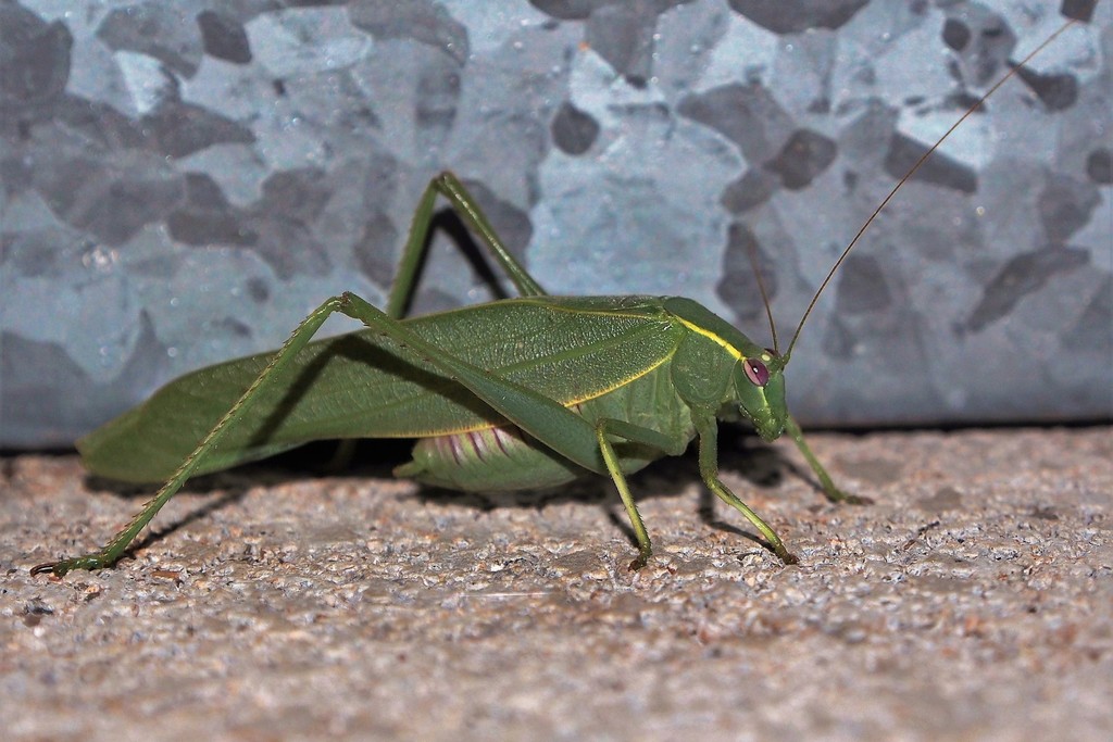 Caedicia longipennioides