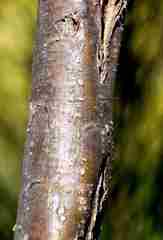 Stirtonanthus taylorianus