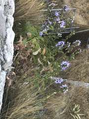 Campanula versicolor