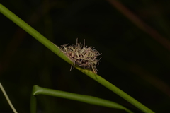 Chorizandra cymbaria