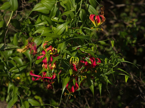 Gloriosa superba