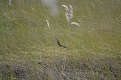 Miscanthus junceus image