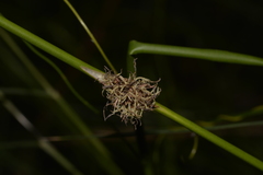 Chorizandra cymbaria