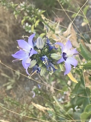 Campanula versicolor