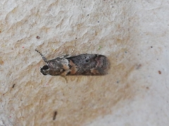 Acrobasis sodalella