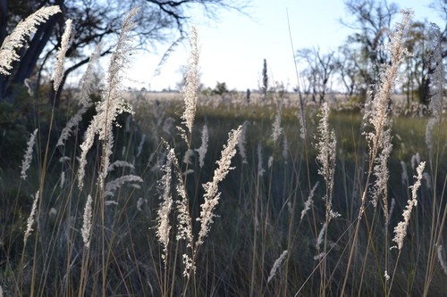 Miscanthus junceus image