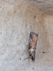 Acrobasis sodalella